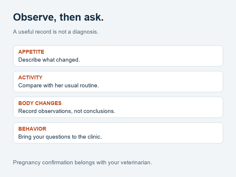 Observation checklist separating appetite, activity, body changes, and behavior from veterinary pregnancy confirmation.